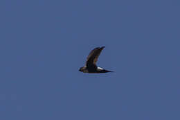 Image of Antillean Palm Swift