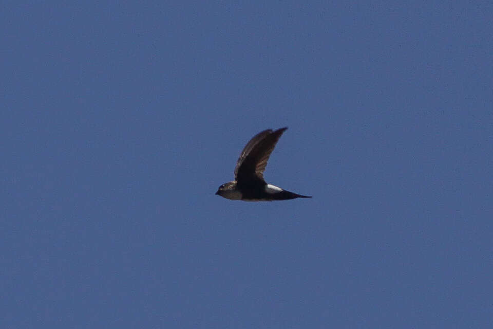 Image of Antillean Palm Swift