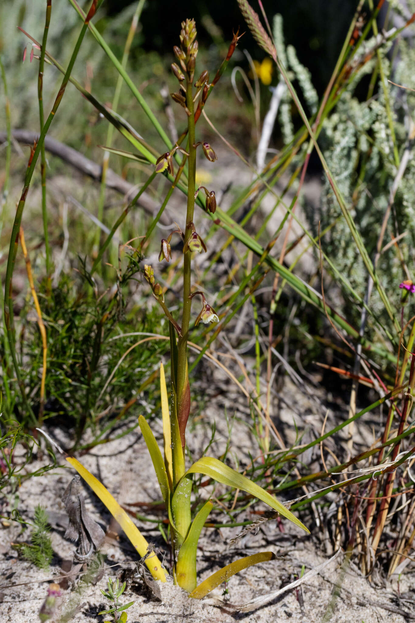 Acrolophia bolusii Rolfe的圖片