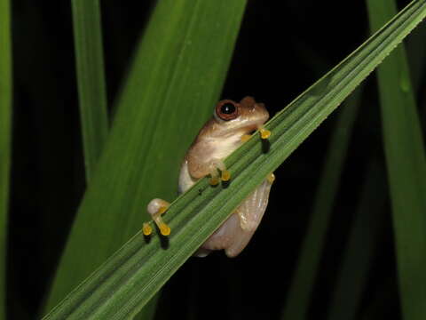 Image of Dendropsophus leali (Bokermann 1964)