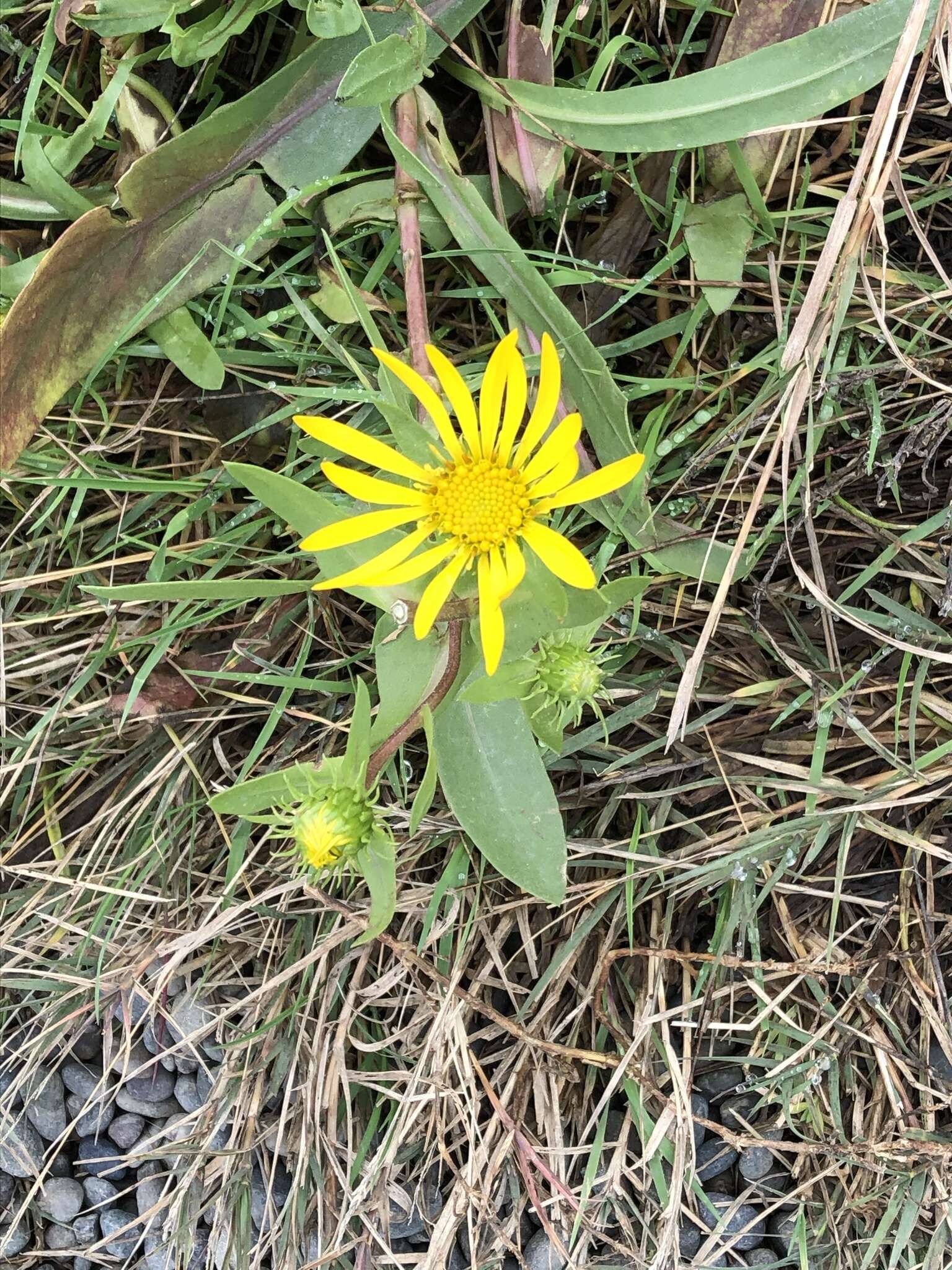 Image of Entire-leaved Gumweed