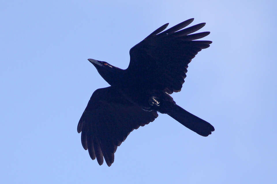 Image of White-necked Crow