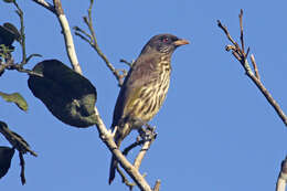 Image of palmchats