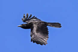 Image of White-necked Crow