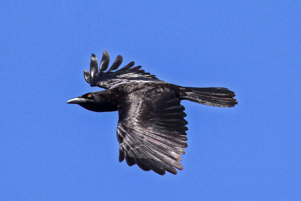 Image of White-necked Crow