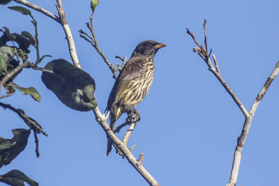 Image of palmchats