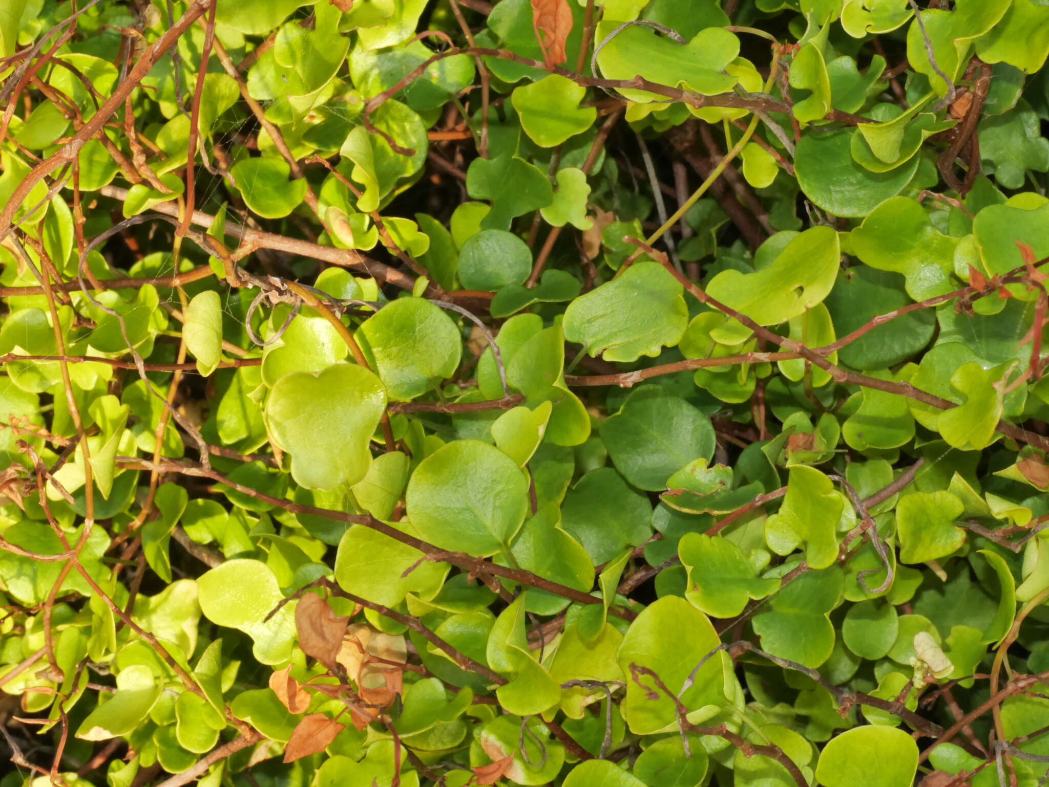 Image of Muehlenbeckia complexa var. grandifolia Carse