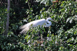 Image of Great Egret