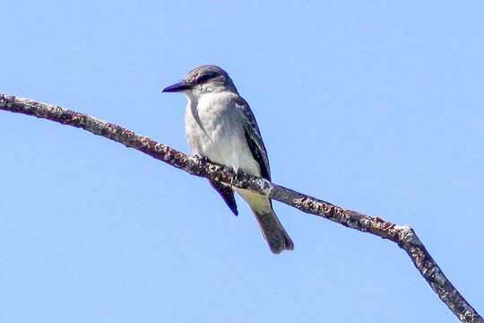 Image of Gray Kingbird