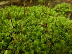 Image of fissidens moss