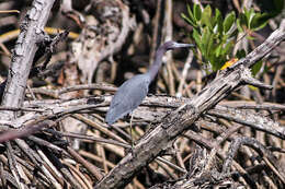 Image of Little Blue Heron