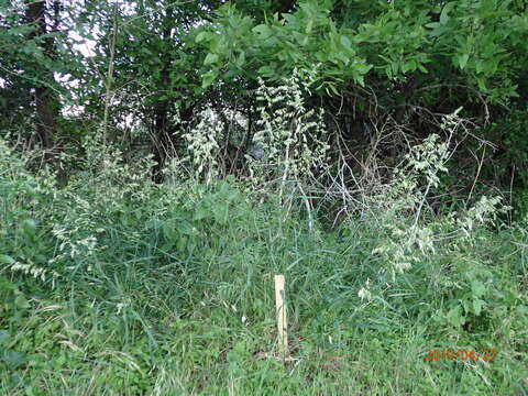 Image of threeflower melicgrass
