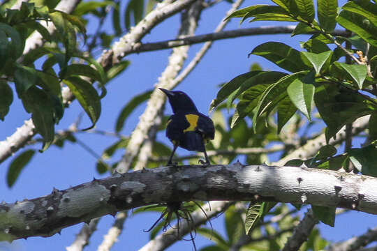 Image of Hispaniolan Oriole