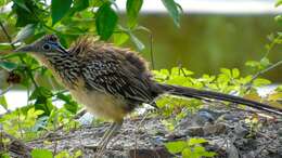 Image of Lesser Roadrunner