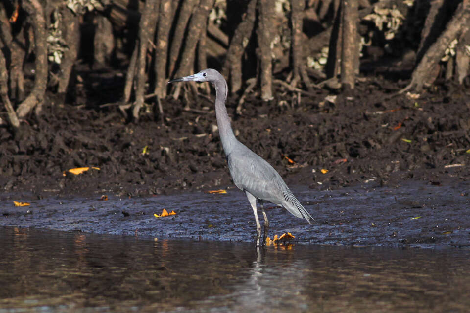 Image of Little Blue Heron