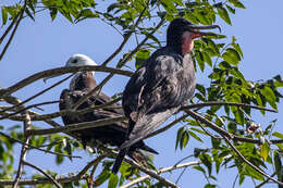 Image of frigatebirds