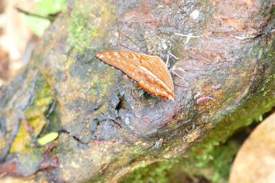 Charaxes cynthia Butler 1865 resmi