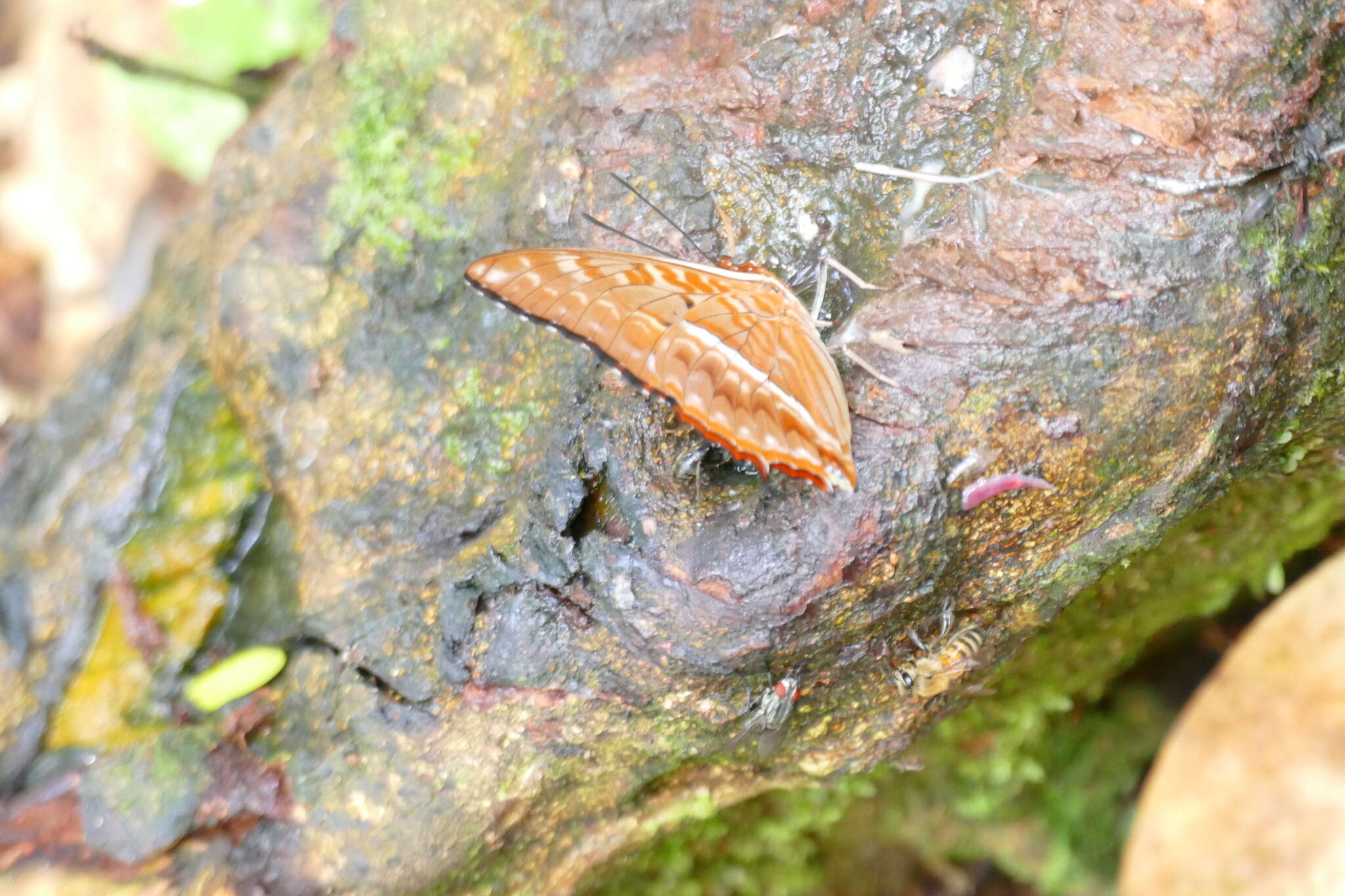 Charaxes cynthia Butler 1865 resmi