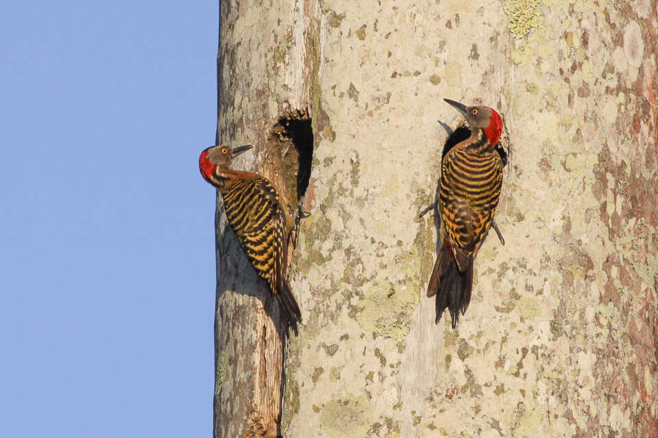 Image of Hispaniolan Woodpecker