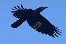 Image of White-necked Crow