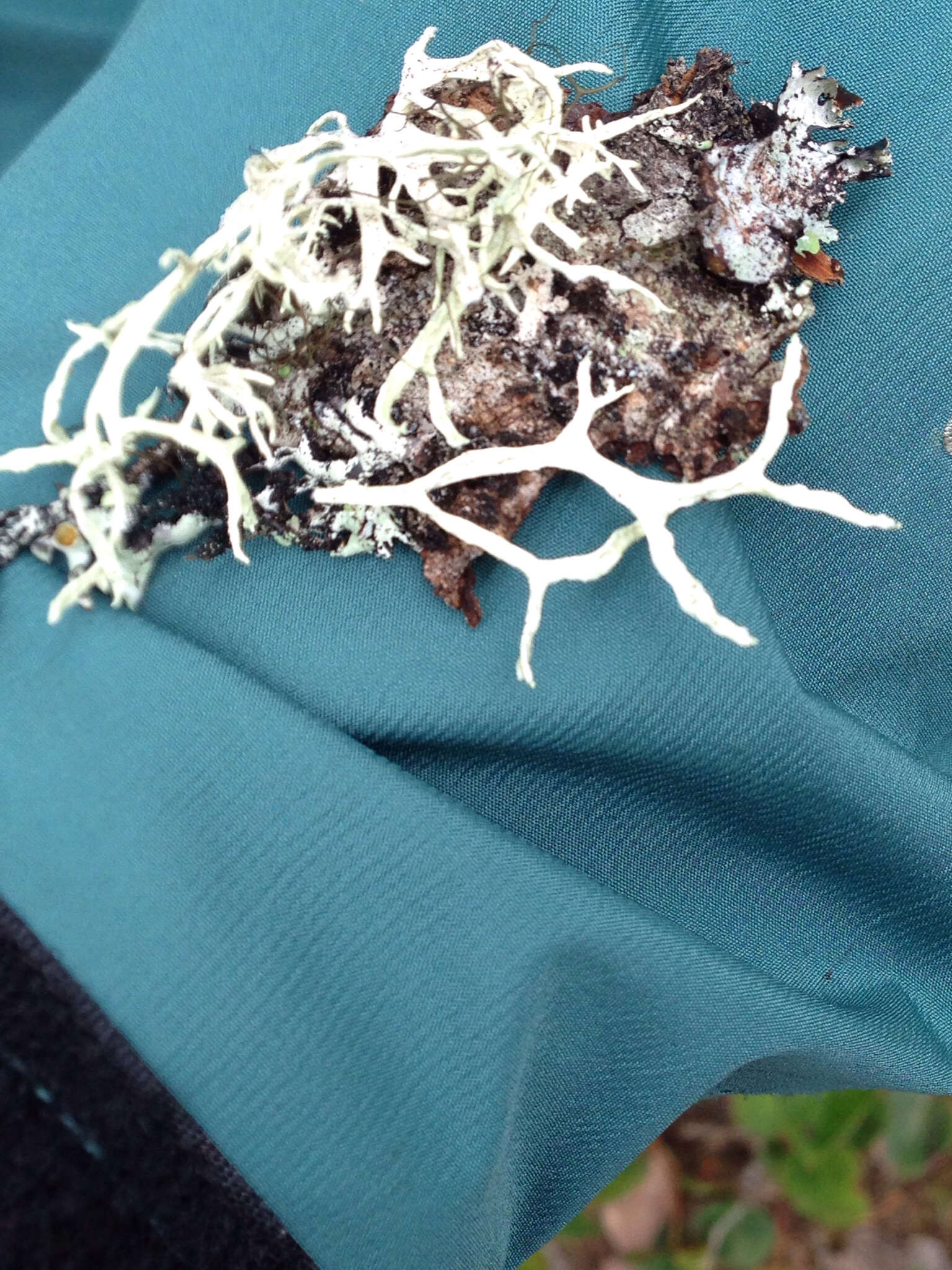 Image of ring lichen