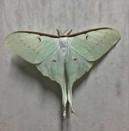 Image of Actias parasinensis Brechlin 2009