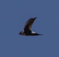 Image of Antillean Palm Swift