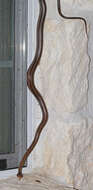 Image of Baird's Rat Snake