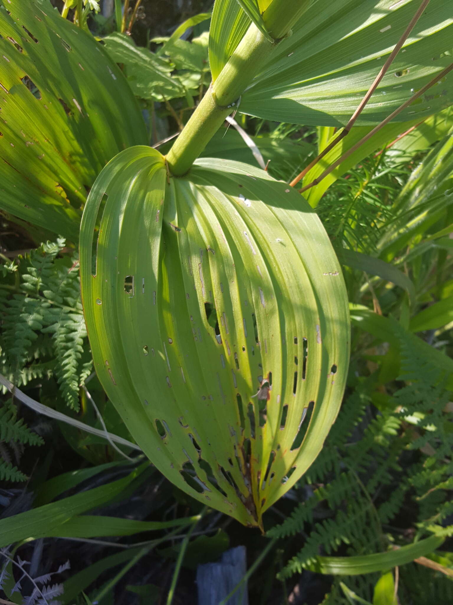 Veratrum insolitum Jeps.的圖片