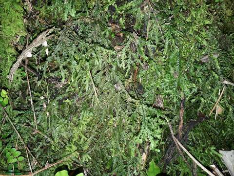 Image of Plagiochila stephensoniana Mitt.