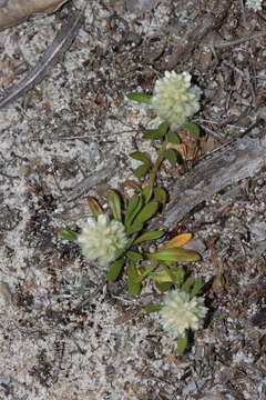 Image of Ptilotus humilis (Nees) F. Müll.