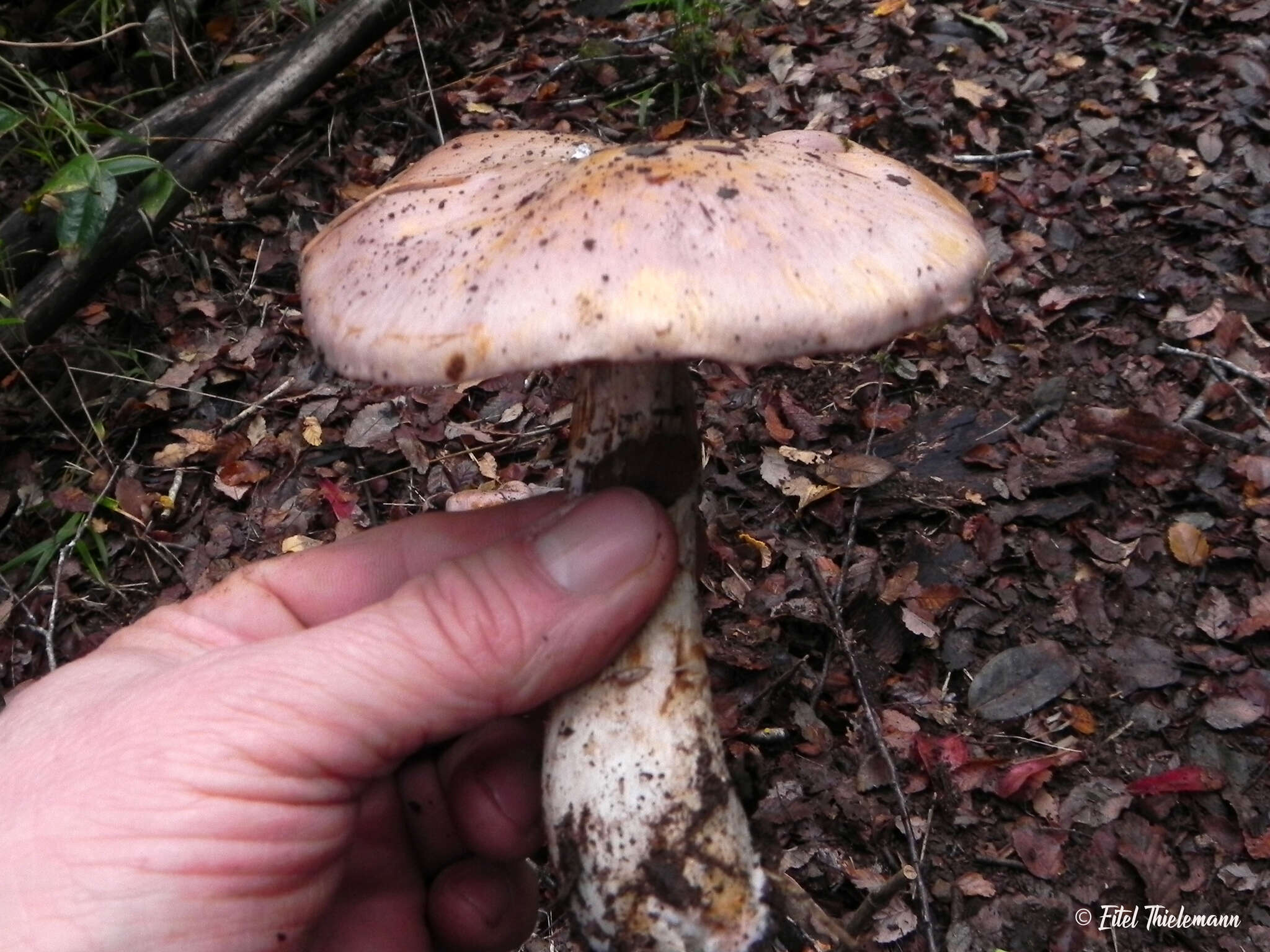 Image of Cortinarius lebre Garrido 1988