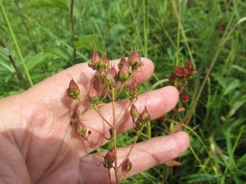 Plancia ëd Hypericum attenuatum Fisch. ex Choisy