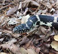 Слика од Lampropeltis getula (Linnaeus 1766)