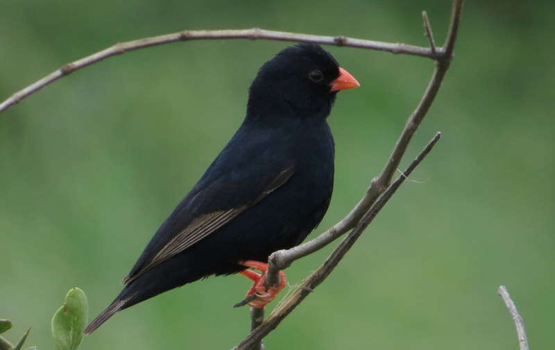 Vidua chalybeata amauropteryx (Sharpe 1890) resmi