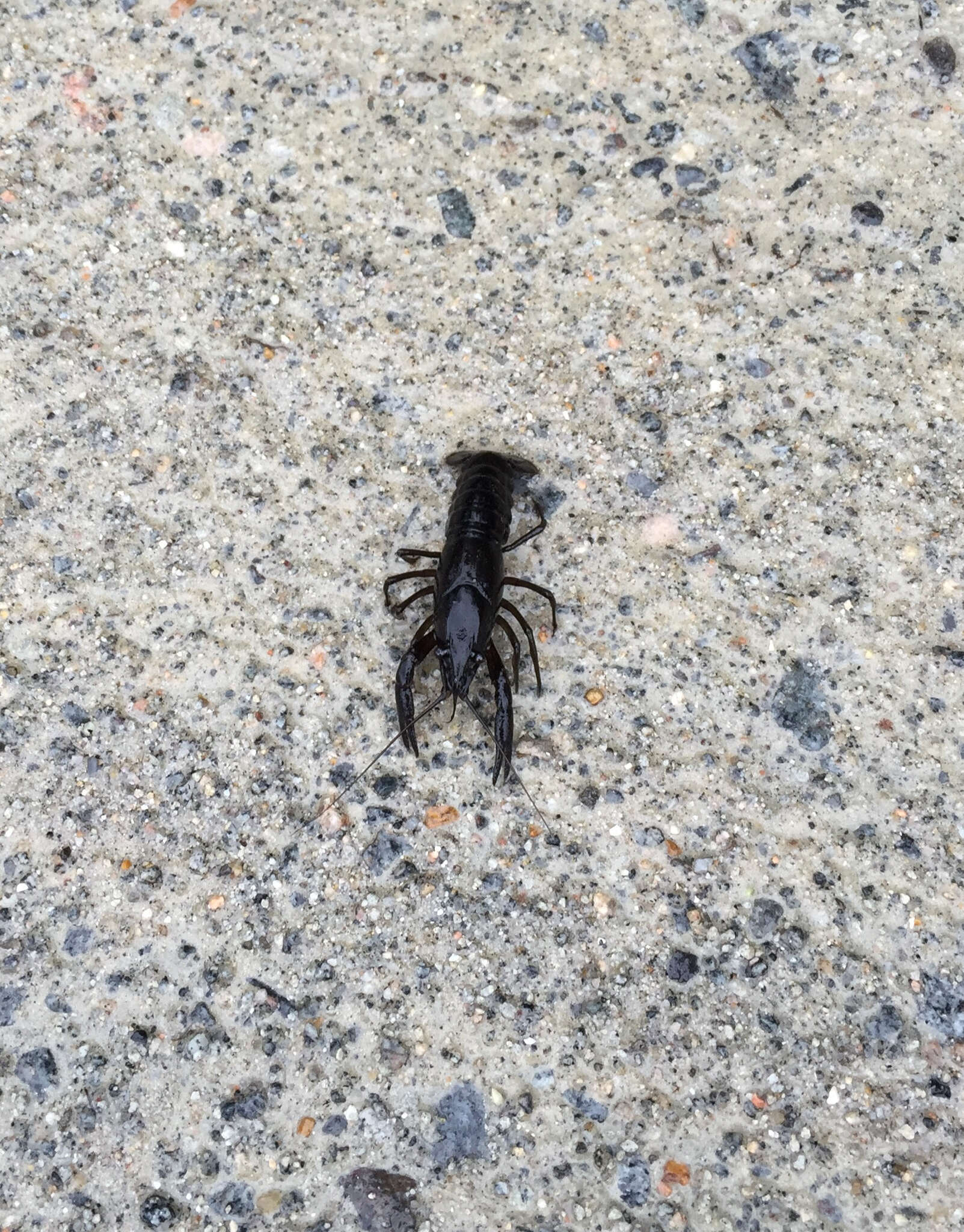 Image of White River Crayfish