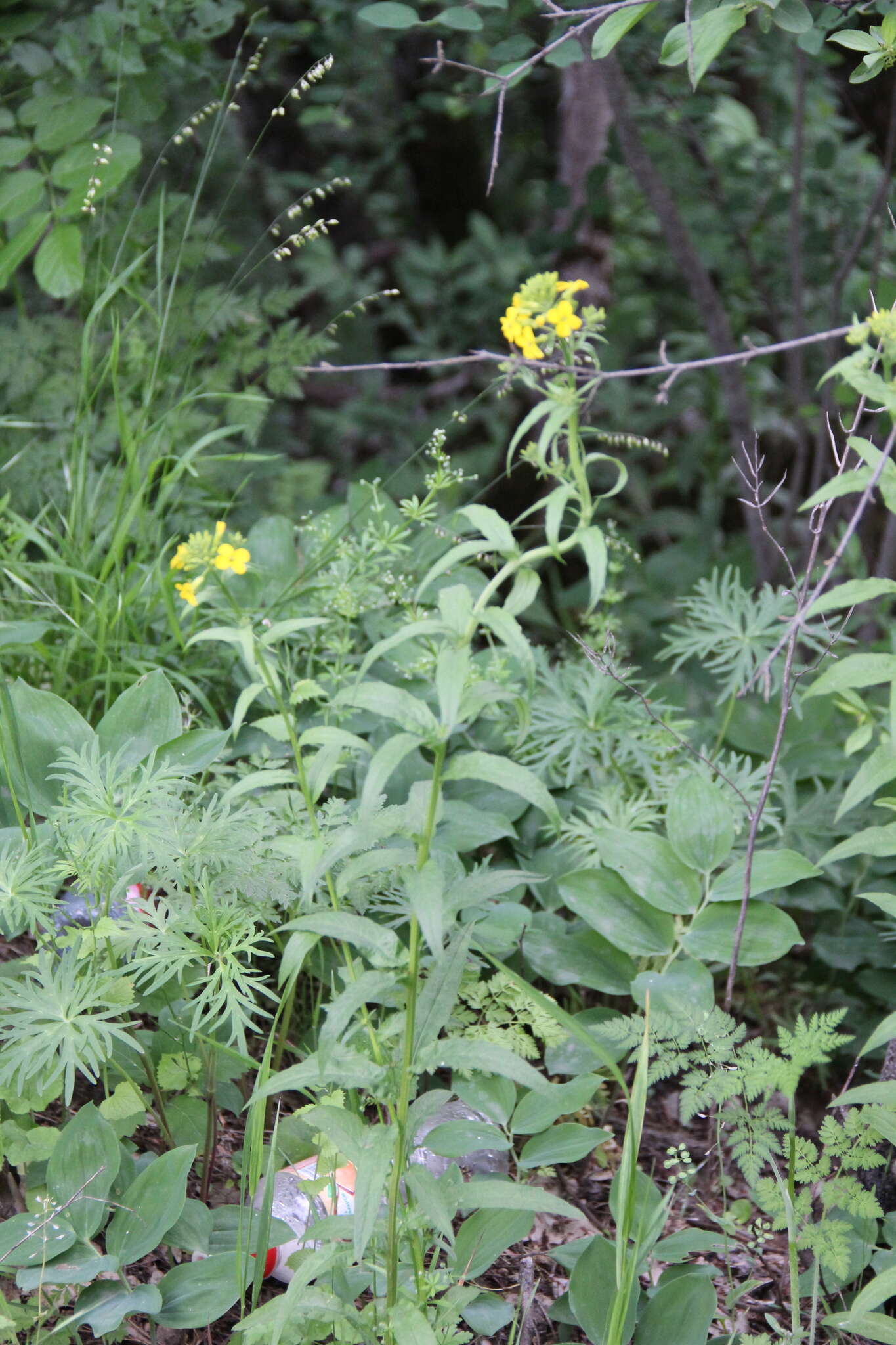 Image of Erysimum aureum M. Bieb.