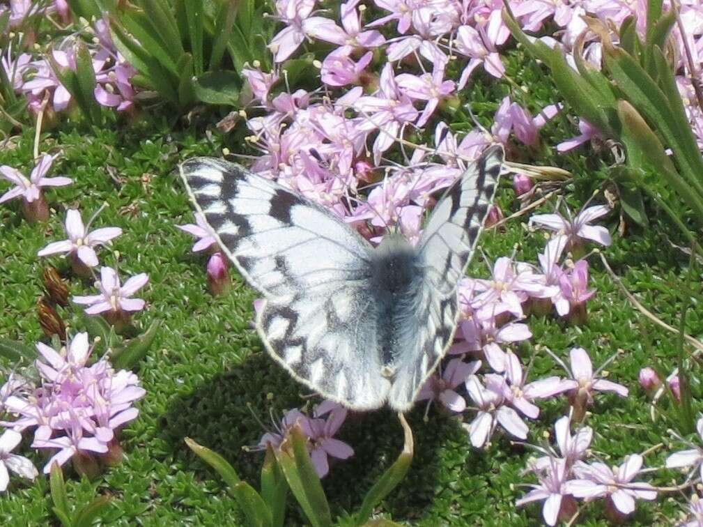 Image of Lofty Bath White