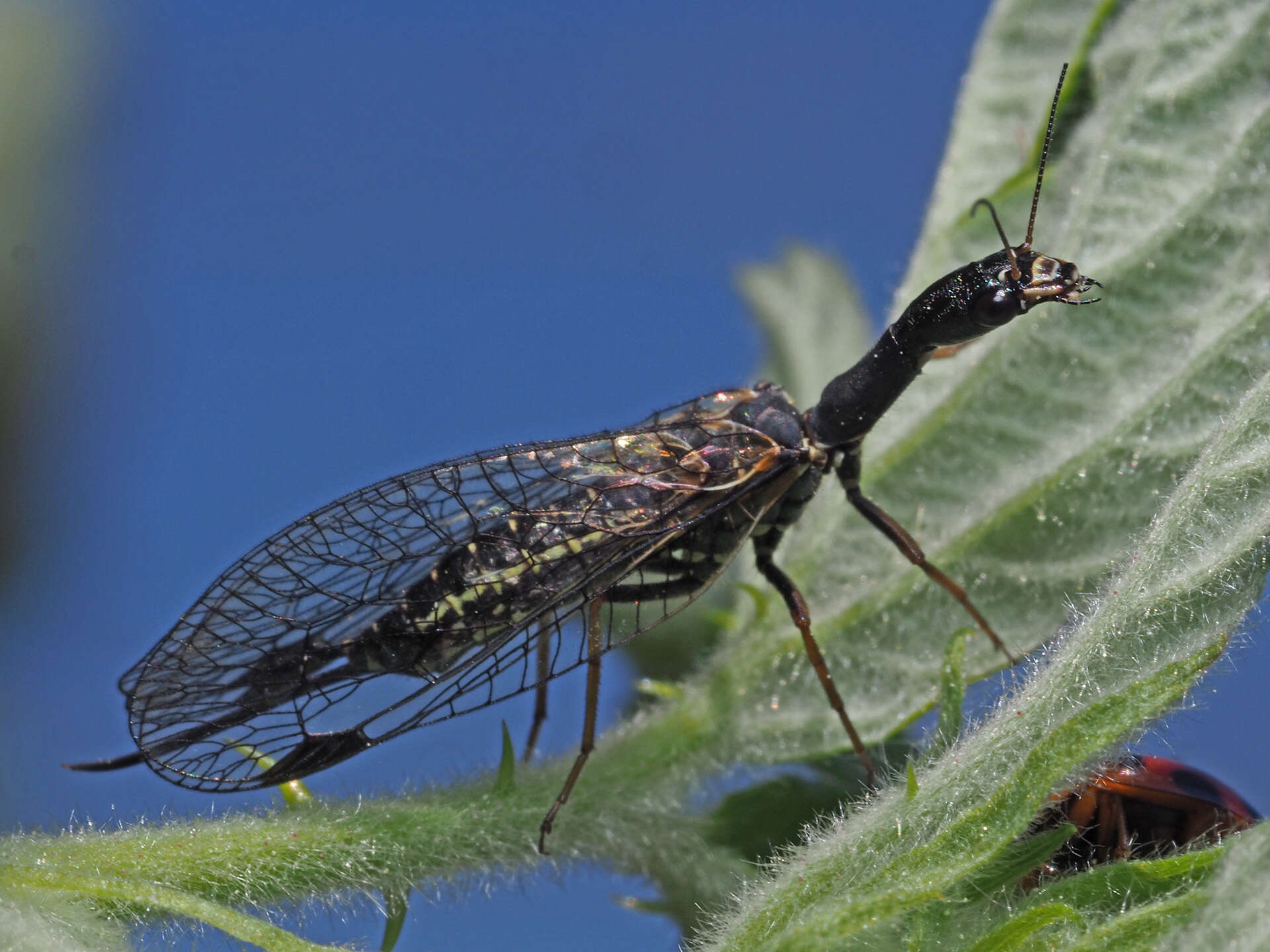 Image of Phaeostigma (Phaeostigma) notatum (Fabricius 1781)