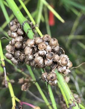 Cuscuta pentagona Engelm. resmi