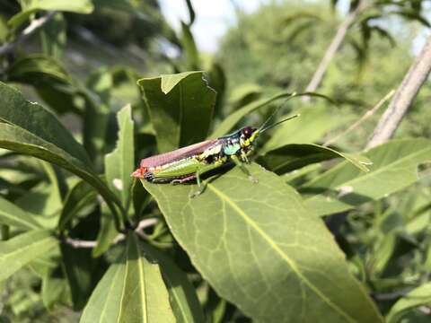 Proctolabus mexicanus (Saussure 1859)的圖片