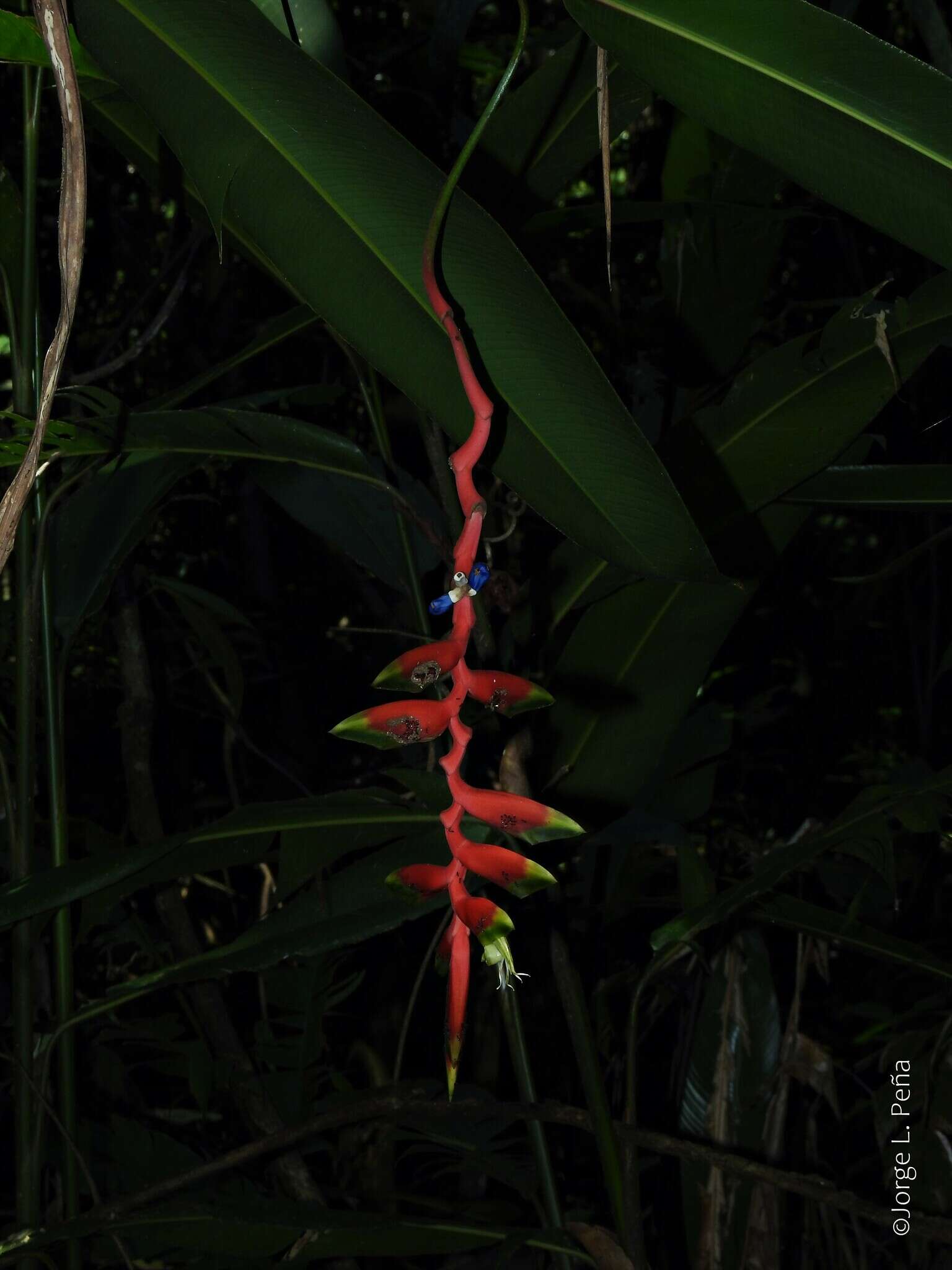 Image of Heliconia juruana Loes.