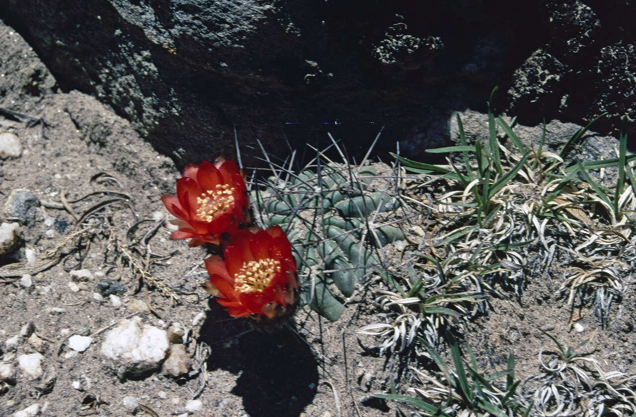 Imagem de Echinopsis thionantha subsp. ferrarii (Rausch) M. Lowry