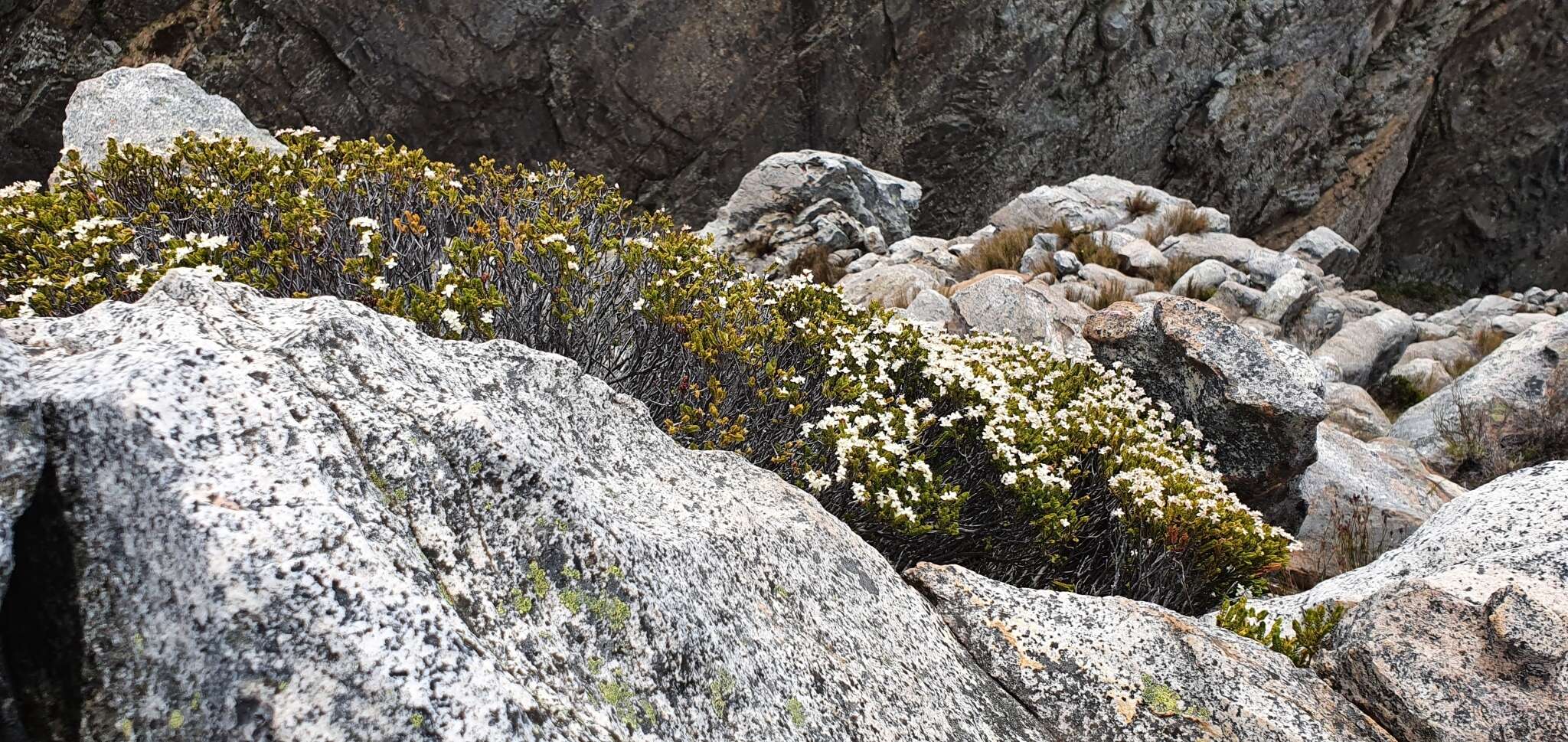 Image of Lachnaea laniflora (C. H. Wright) P. Bond