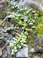 Image of Asplenium flabellifolium Cav.