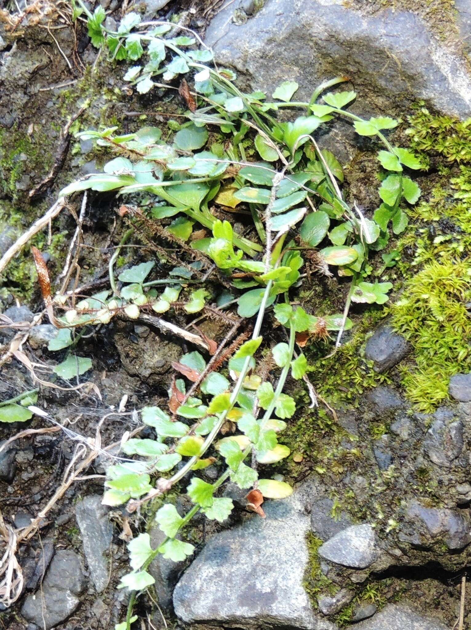 Image of Asplenium flabellifolium Cav.