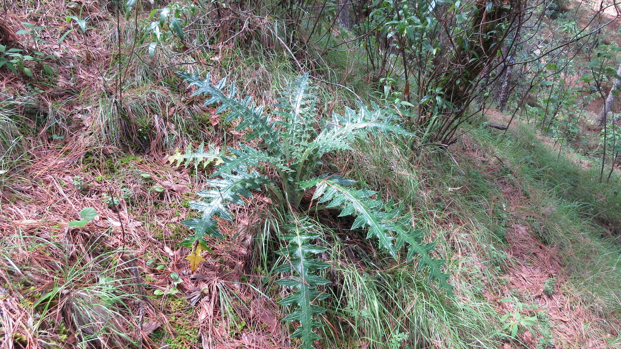 Cirsium ehrenbergii Sch. Bip.的圖片