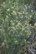 Image of Grevillea viridiflava R. O. Makinson