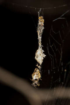 Image of Trashline orbweaver