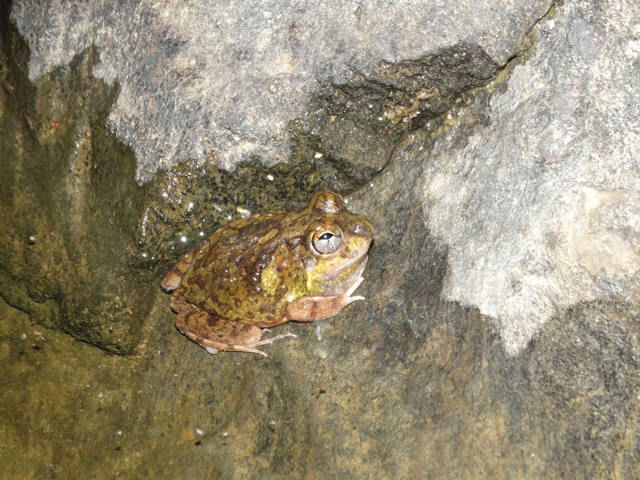 Image of Peters' four-eyed frog